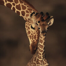 Canvas print - Giraffes