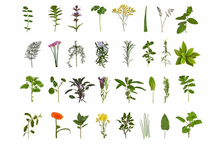 Herb and Flower Collection