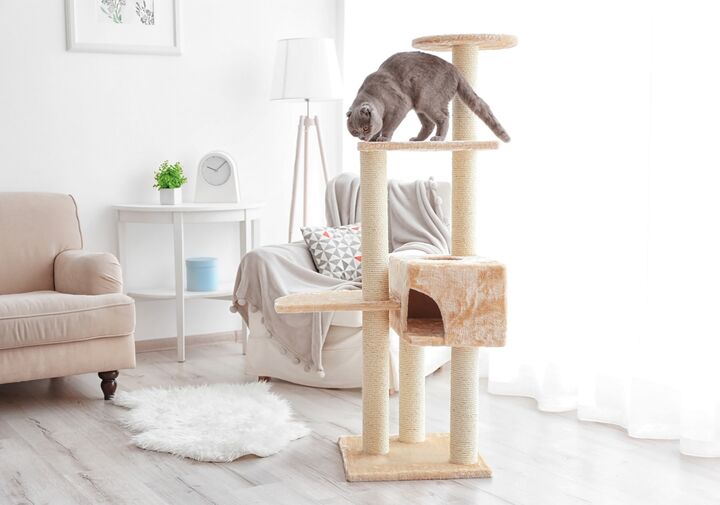 Cats love to stay in cozy spots to hide or take a nap. Here are some ideas on how to have your own indoor cat tree where your cat can play and sleep.