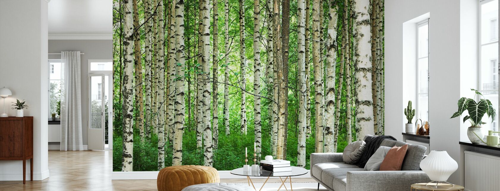 Clear Birch Forest - Wallpaper - Living Room