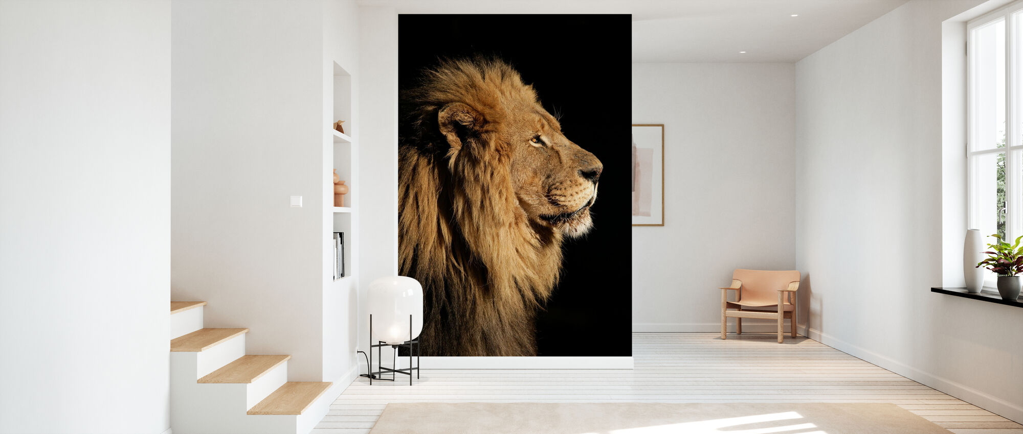 Big Male African Lion – affordable wall mural – Photowall