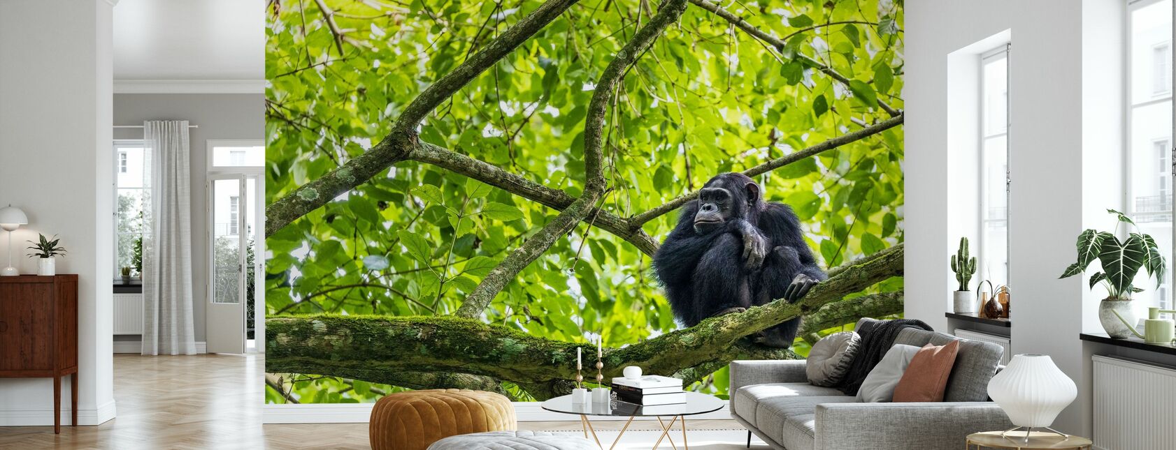 Chimpanzee - Wallpaper - Living Room