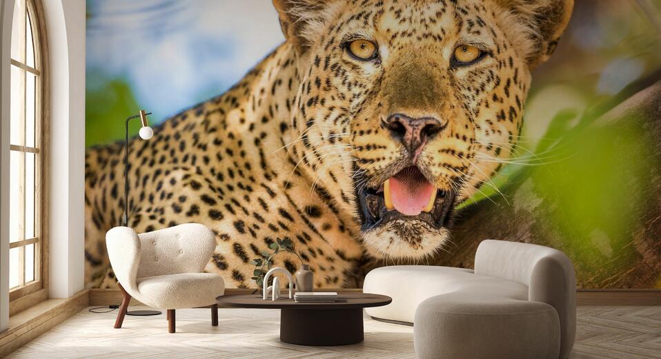 Leoparden – Moderne Fototapeten – Photowall