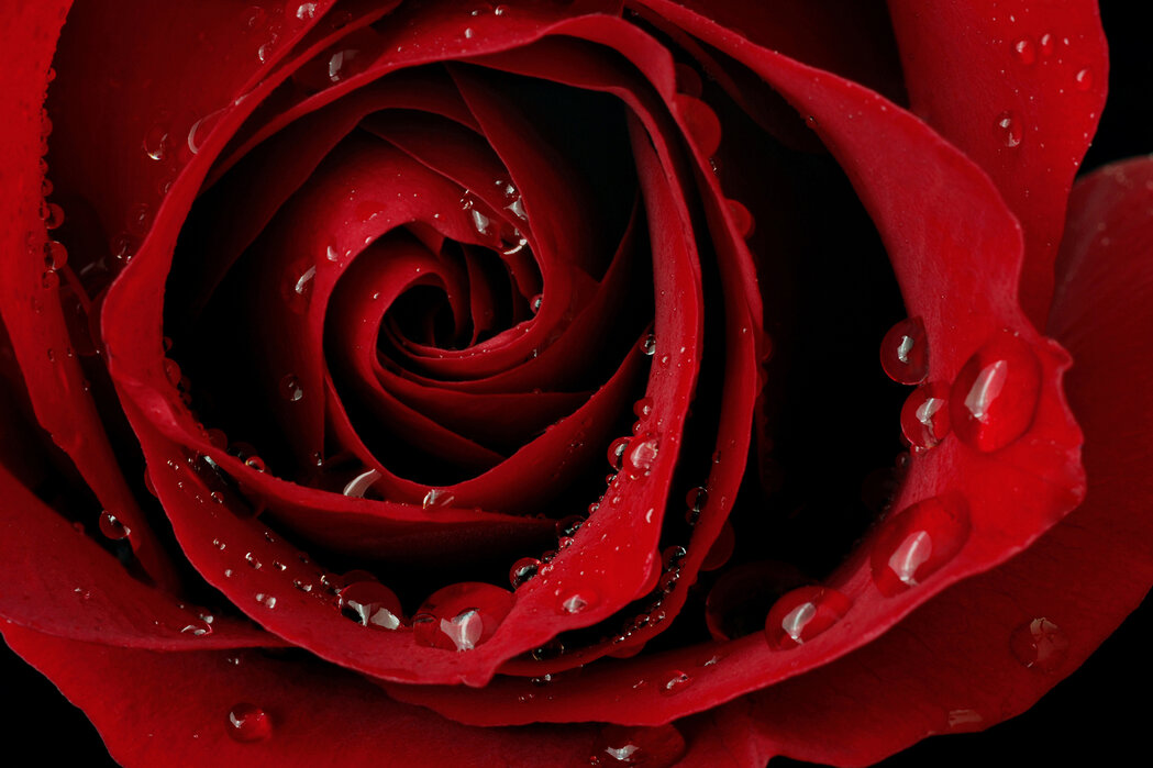 Dark Red Rose – elegant wall mural – Photowall
