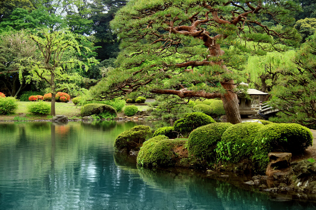 Kvinde barndom Putte Calm Zen Lake and Bonsai Trees in Tokyo Garden – smuk vægkunst på plakat –  Photowall