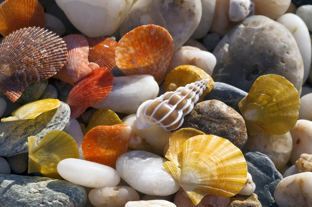 Colorful Seashells and Pebbles