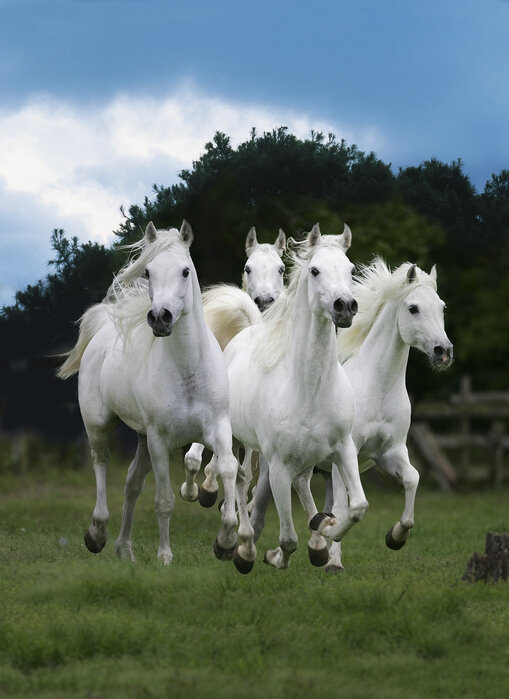 Shining White Horses – elegant wall mural – Photowall