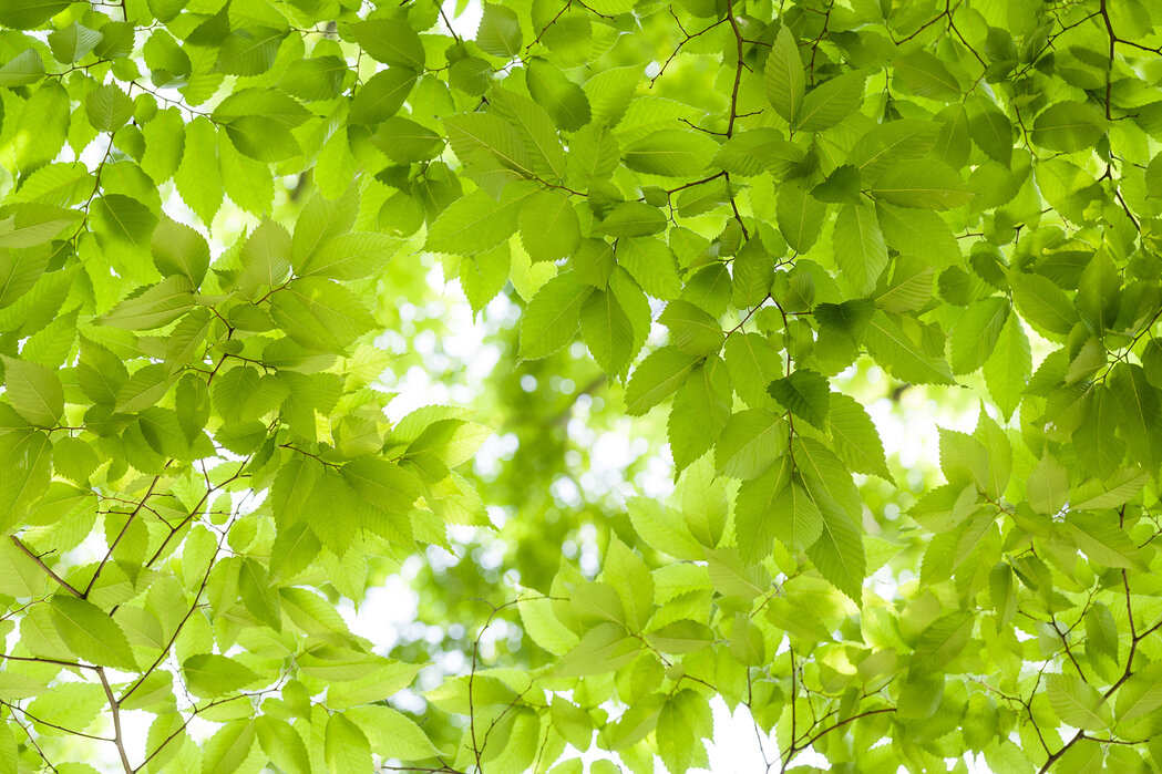 Green Leaves Background – idyllic canvas print – Photowall