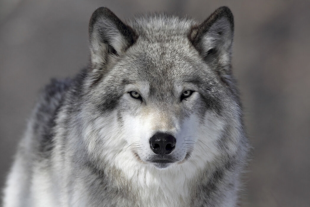 Portrait of a Wolf - Poster für alle Räume - Photowall