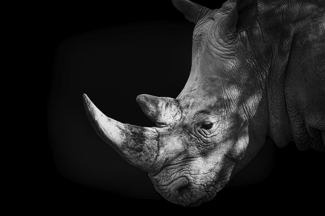 Rhino, black and white – delightful poster – Photowall