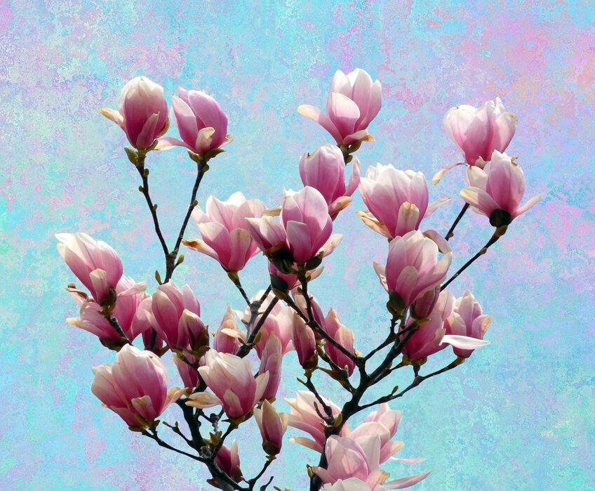 Blossom Magnolia Schickes Poster - Photowall -