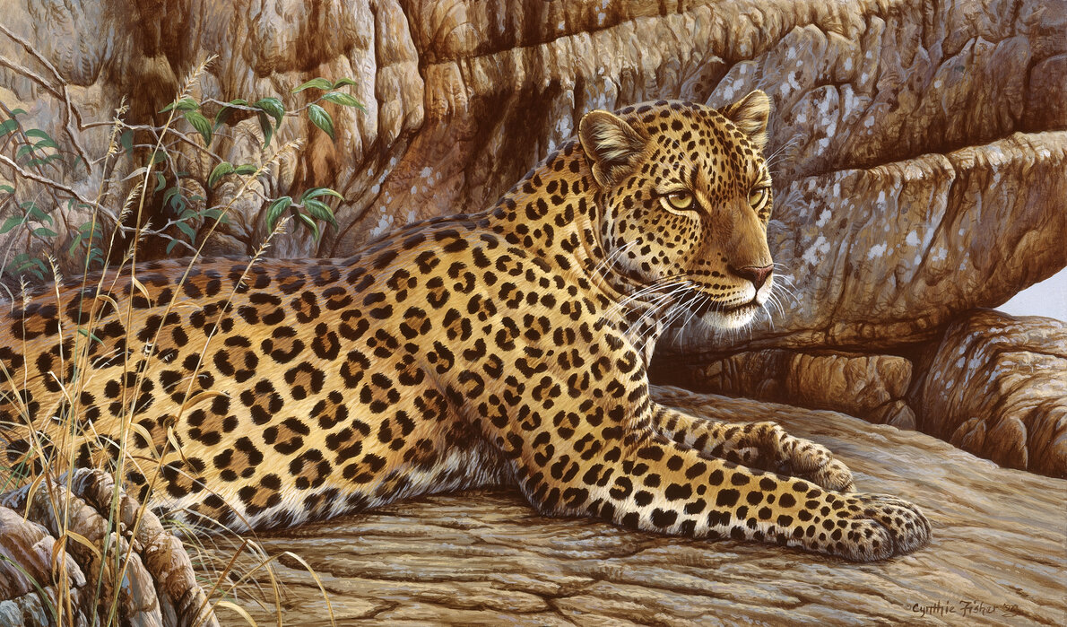 First Leopard – – Posterdruck bezaubernder Photowall