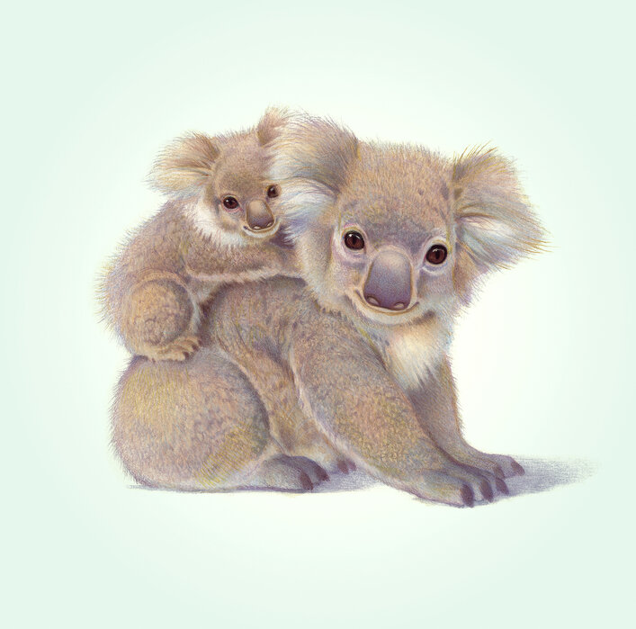 Koala Baby – a wall mural for every room – Photowall