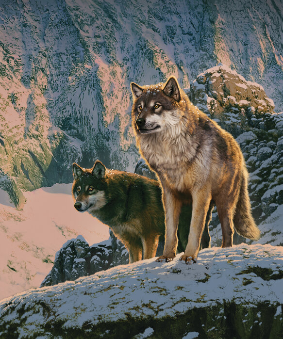 Wolf Couple in Sunset: un increíble lienzo de Photowall
