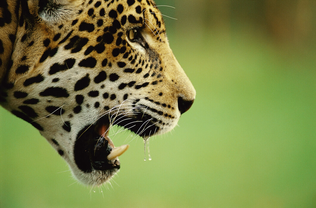 – auf – Jaguar gedruckt Baumwollgewebe Head Designerbild Photowall
