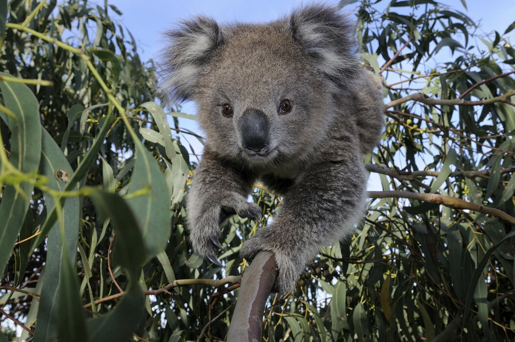 Koala – wonderful poster print – Photowall