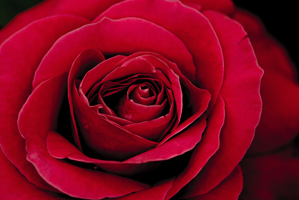 https://images.photowall.com/products/59359/red-rose.jpg?h=699&q=85