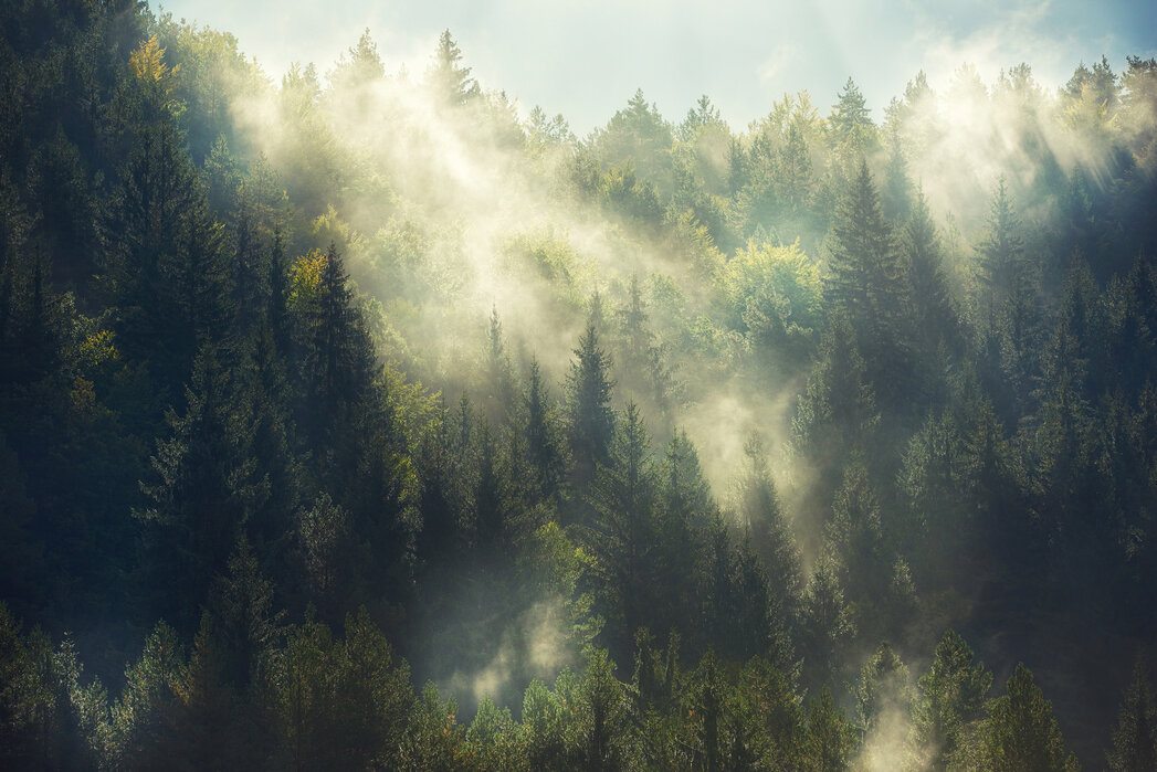 Misty Forest – remarkable wall mural – Photowall