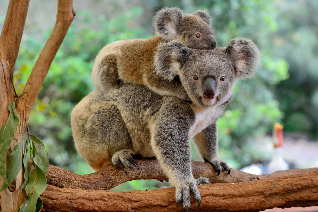 gemakkelijk te kwetsen boeket prachtig Koala with Baby – wonderful poster print – Photowall