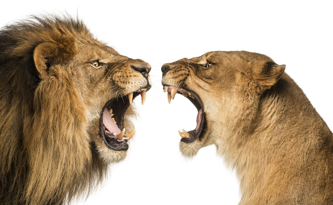Roaring Lion and Lioness fototapeta na wymiar Photowall