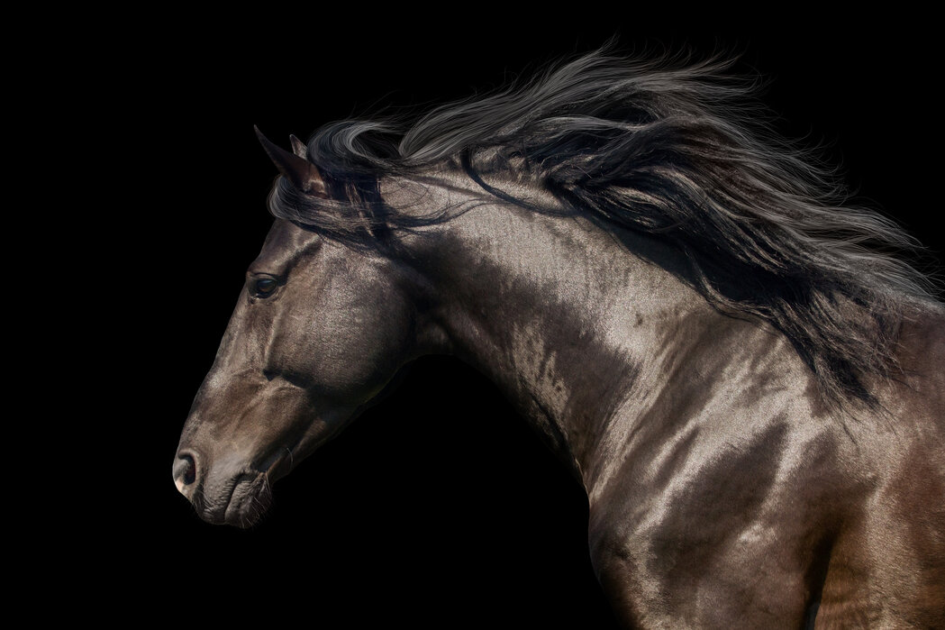 – Photowall – Horse trendy Black poster