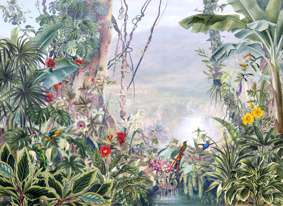 Jungle Fototapete – Misty – Tropical Trendige Photowall