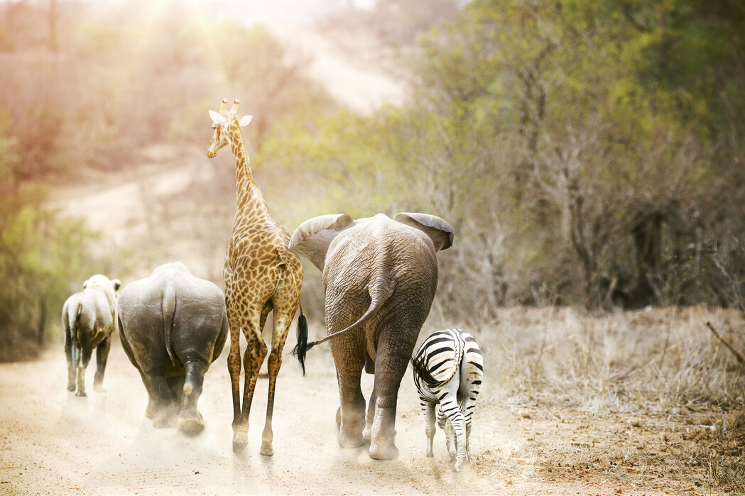 Africa Safari Animals – remarkable print on canvas– Photowall