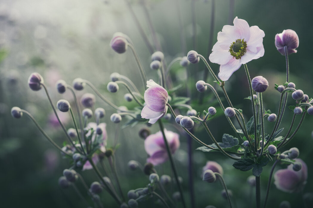 Anemone Flowers – Photowall art in wall Bloom canvas enchanting –