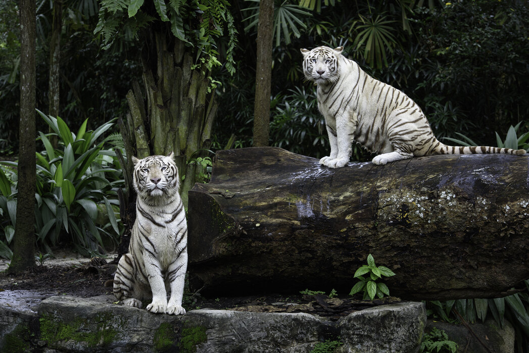 Two White Bengal Tigers – wall murals online – Photowall