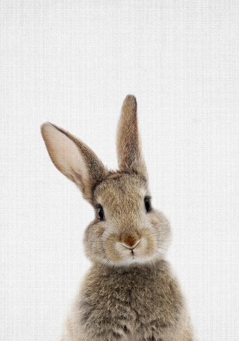 krone klaver aflivning Bunny Rabbit - Prisvenlig plakat - Photowall