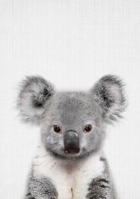 Baby Koala – made-to-measure wall mural – Photowall
