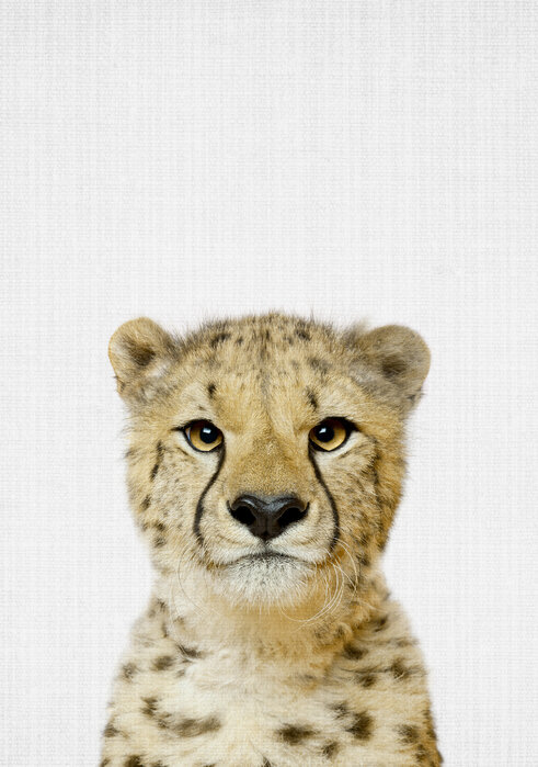 Cheetah – wall murals online – Photowall
