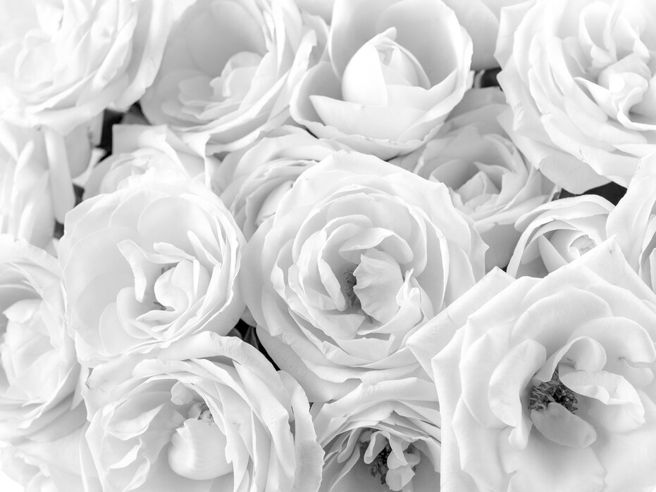 White Roses – popular wall mural – Photowall