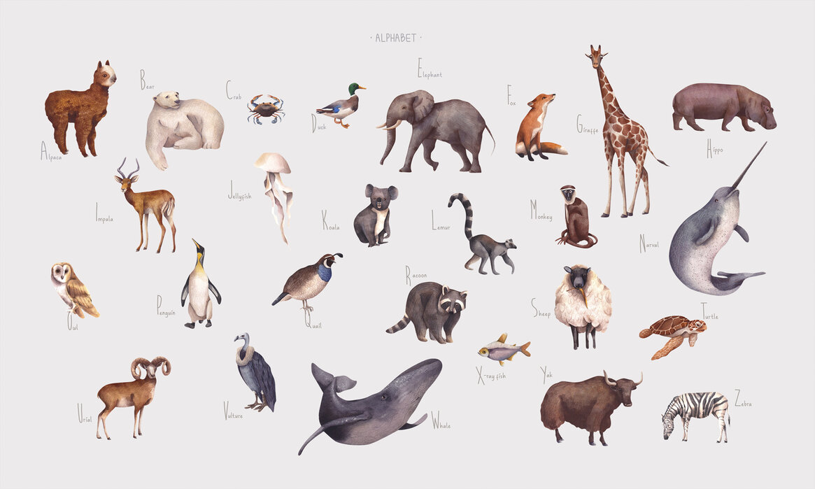 Animal Alphabet - Bright – trendy canvas print– Photowall