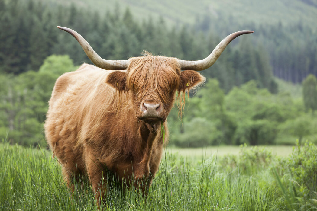 Schottisches Hochlandrind Highland Cattle Poster Kunst Fotografie 61x91,5 cm 