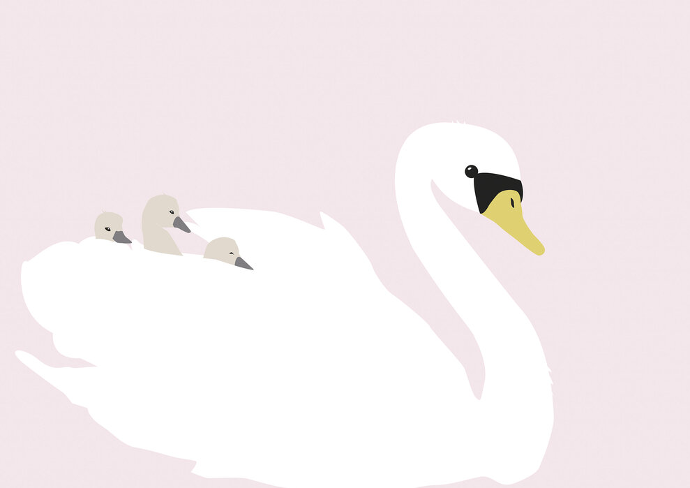 Swan Mom - Pink – high-quality wall murals with free shipping – Photowall