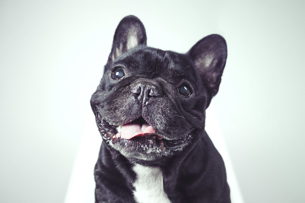 Französischer Bulldog Hund Fototapete Nettes Tier Tapete Schlafzimmer Haus Dekor 