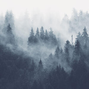Photowall – Qualität Forest Leinwandbild – Foggy höchster