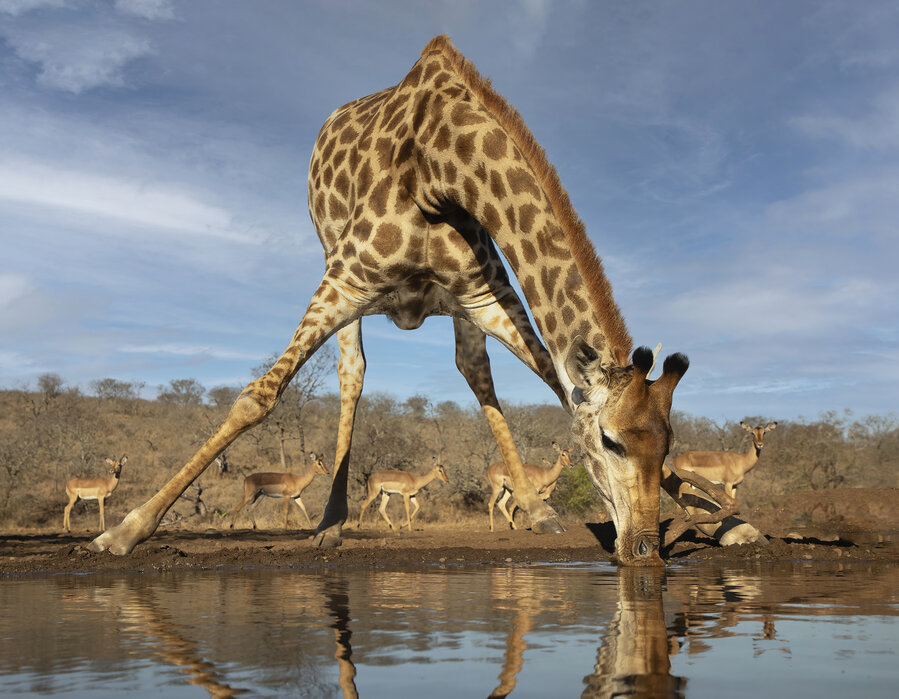 giraffe-drinking-water.jpg?h=699&q=85