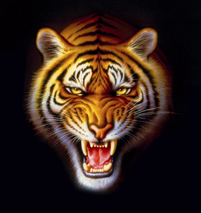 Tiger - Poster für alle Photowall Räume 